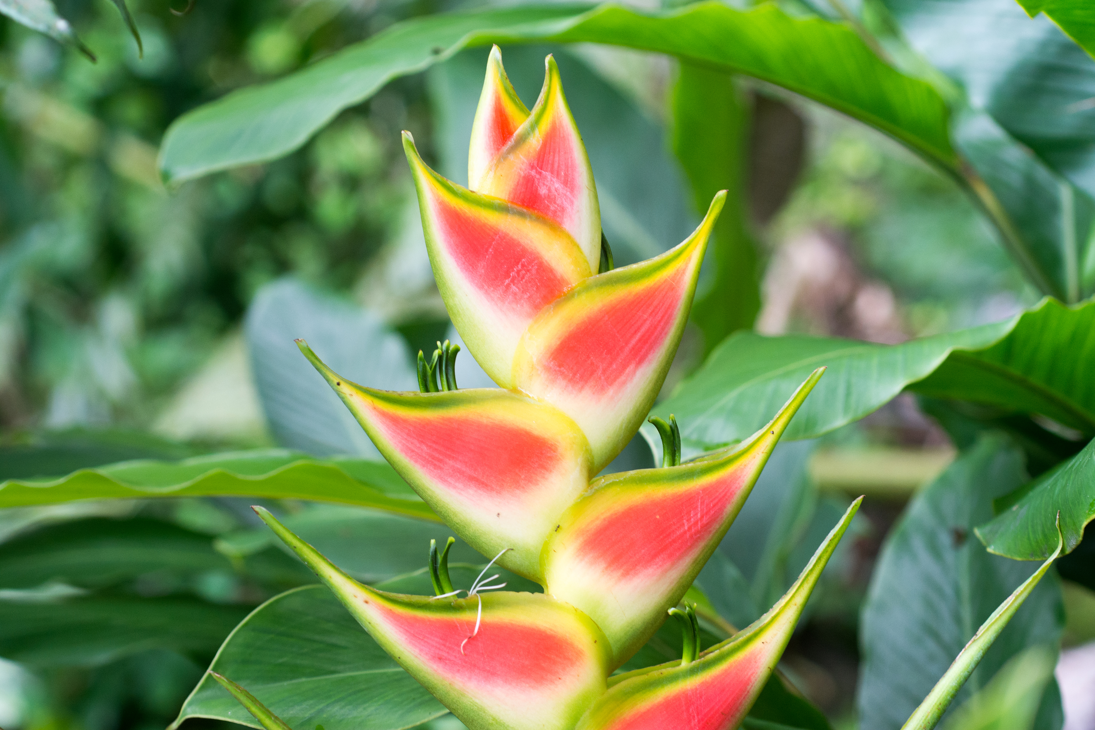 Voyage botanique dans les jardins de Vaipahi