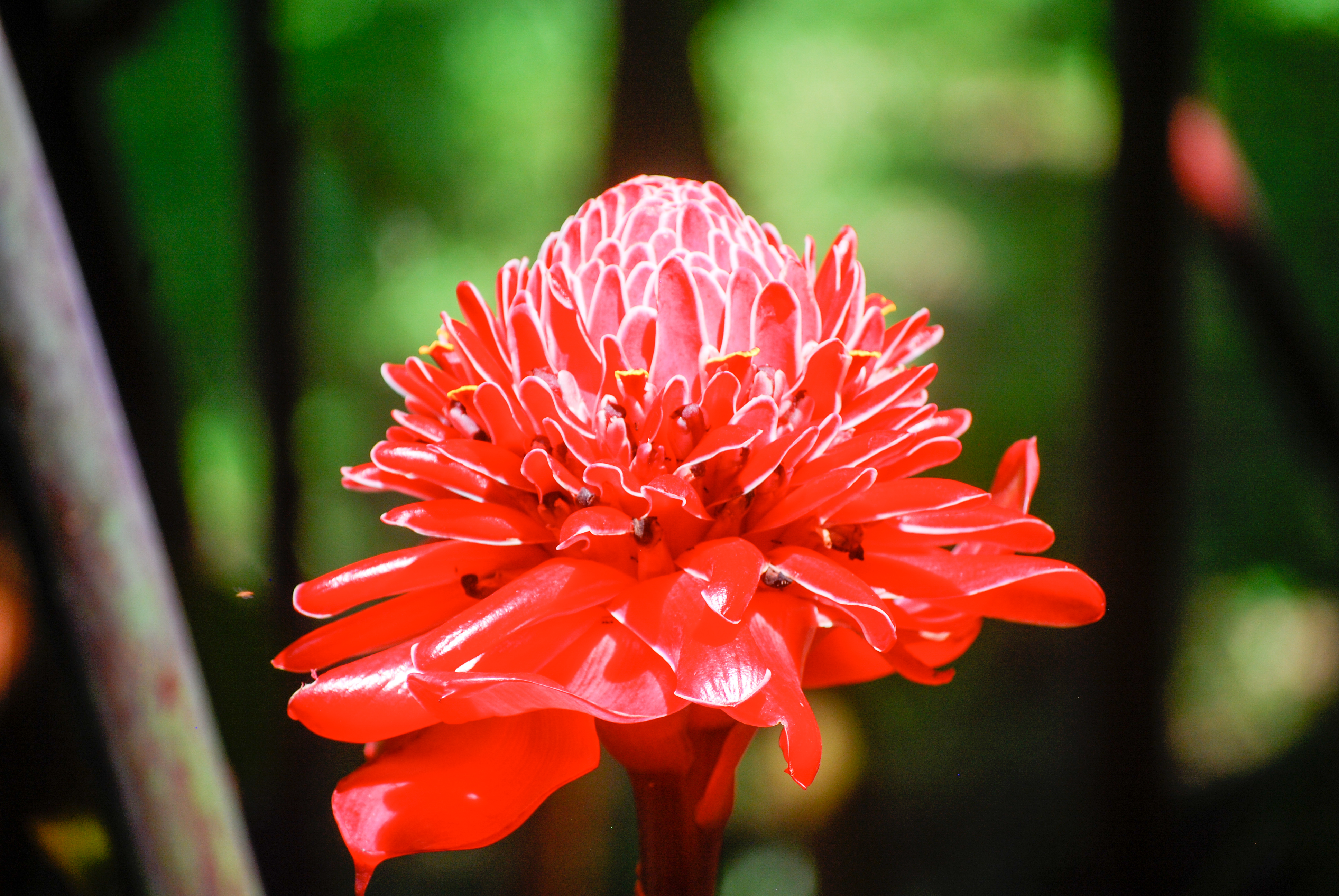 Voyage botanique dans les jardins de Vaipahi