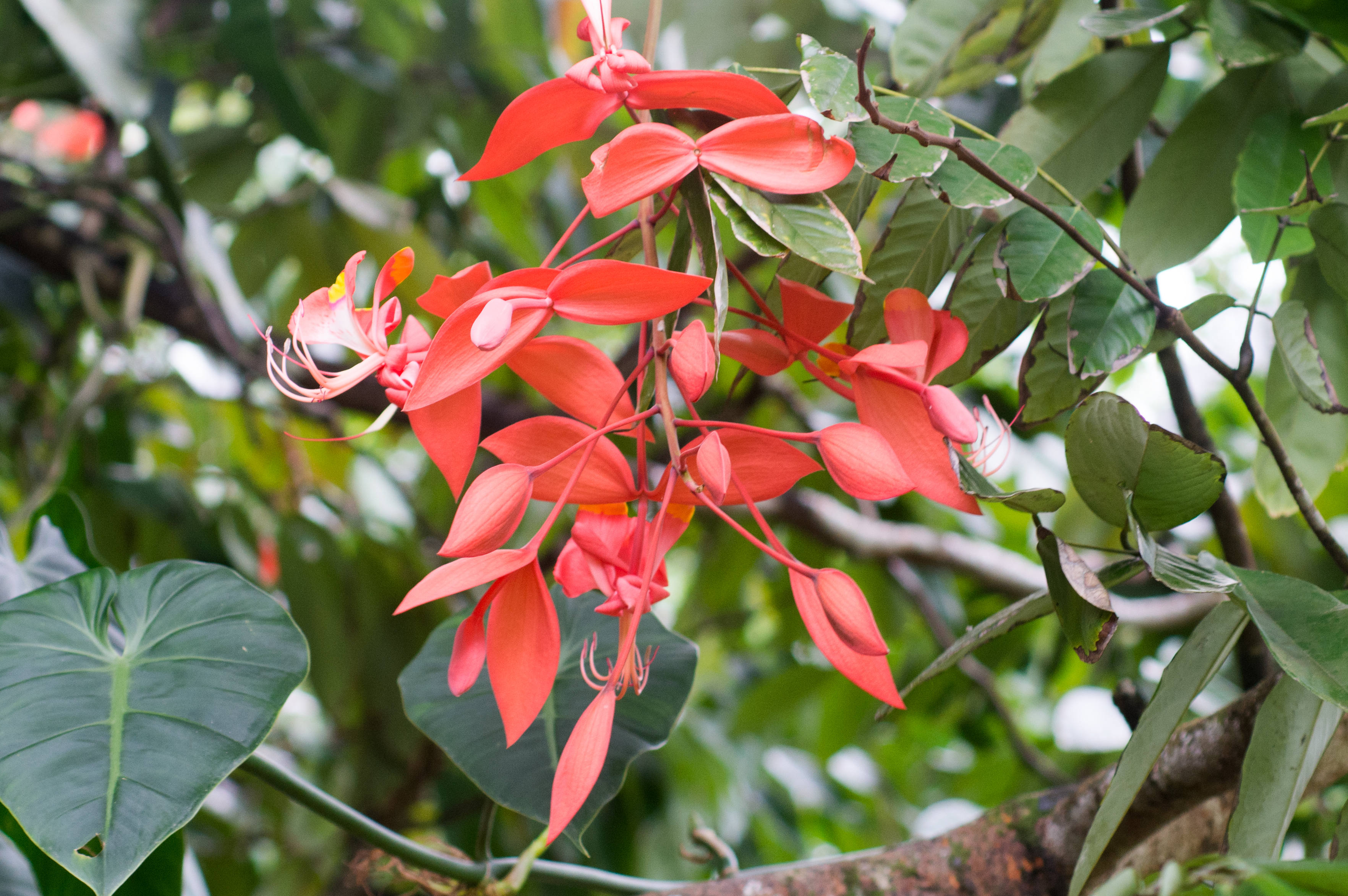 Voyage botanique dans les jardins de Vaipahi