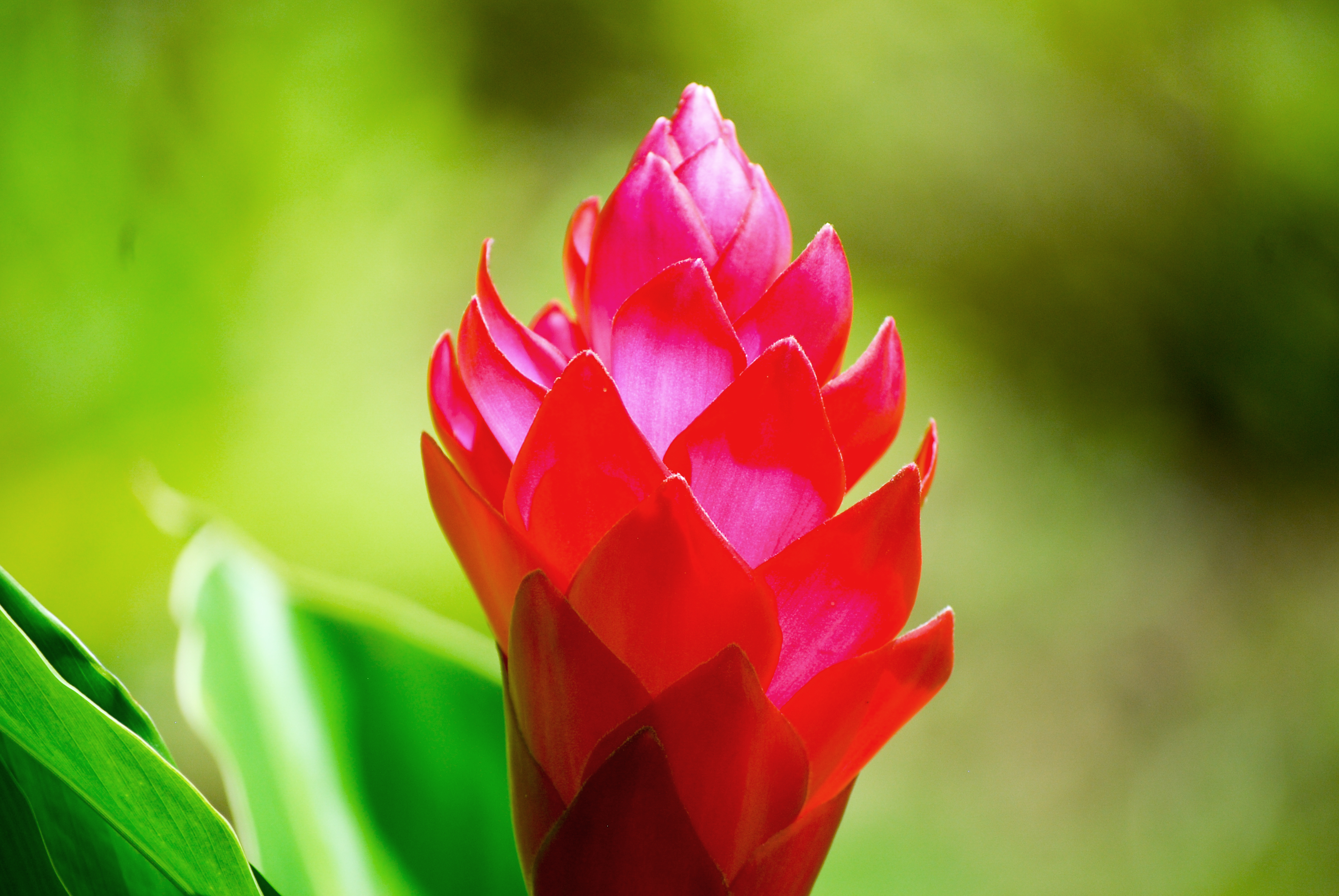 Voyage botanique dans les jardins de Vaipahi