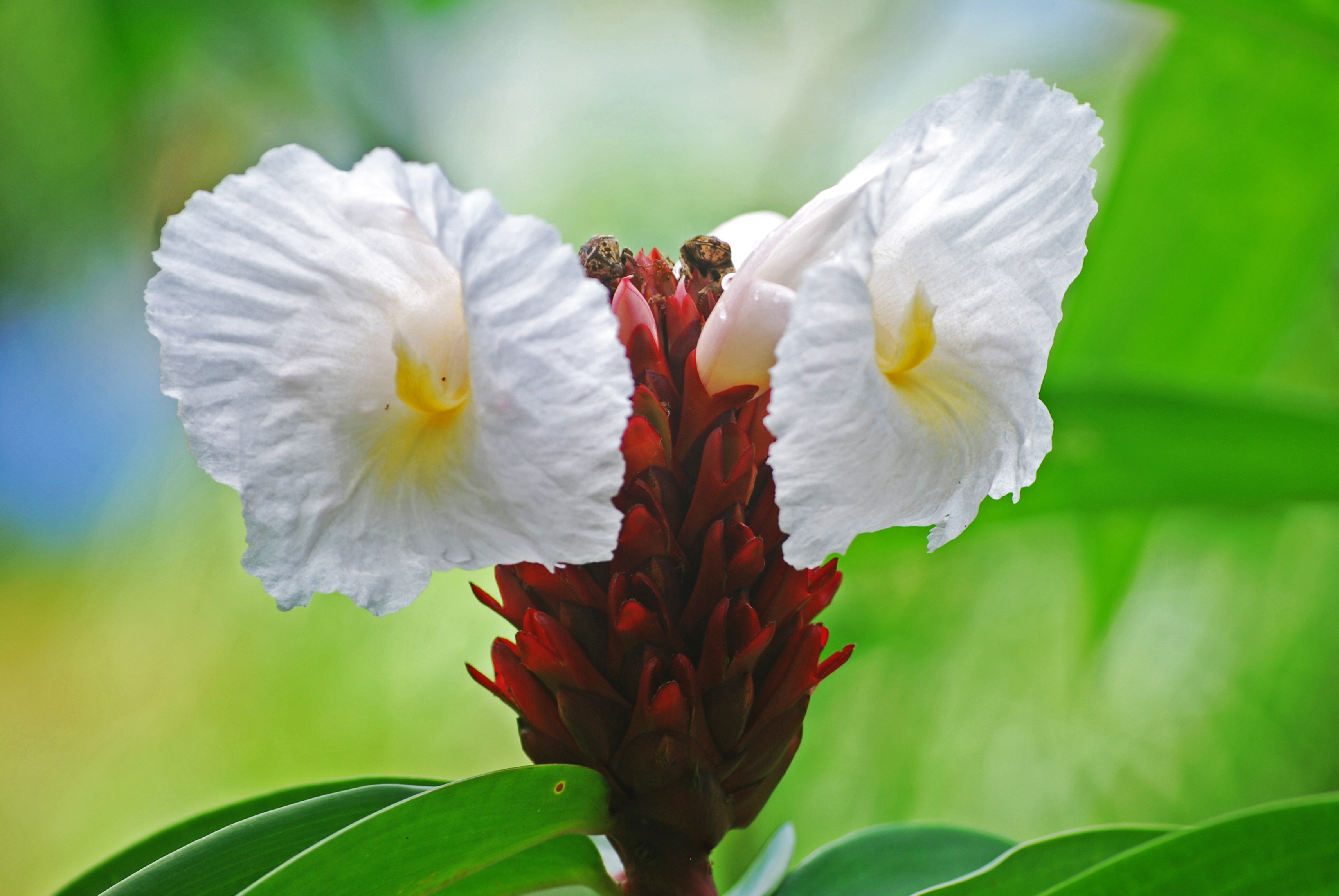 Voyage botanique dans les jardins de Vaipahi