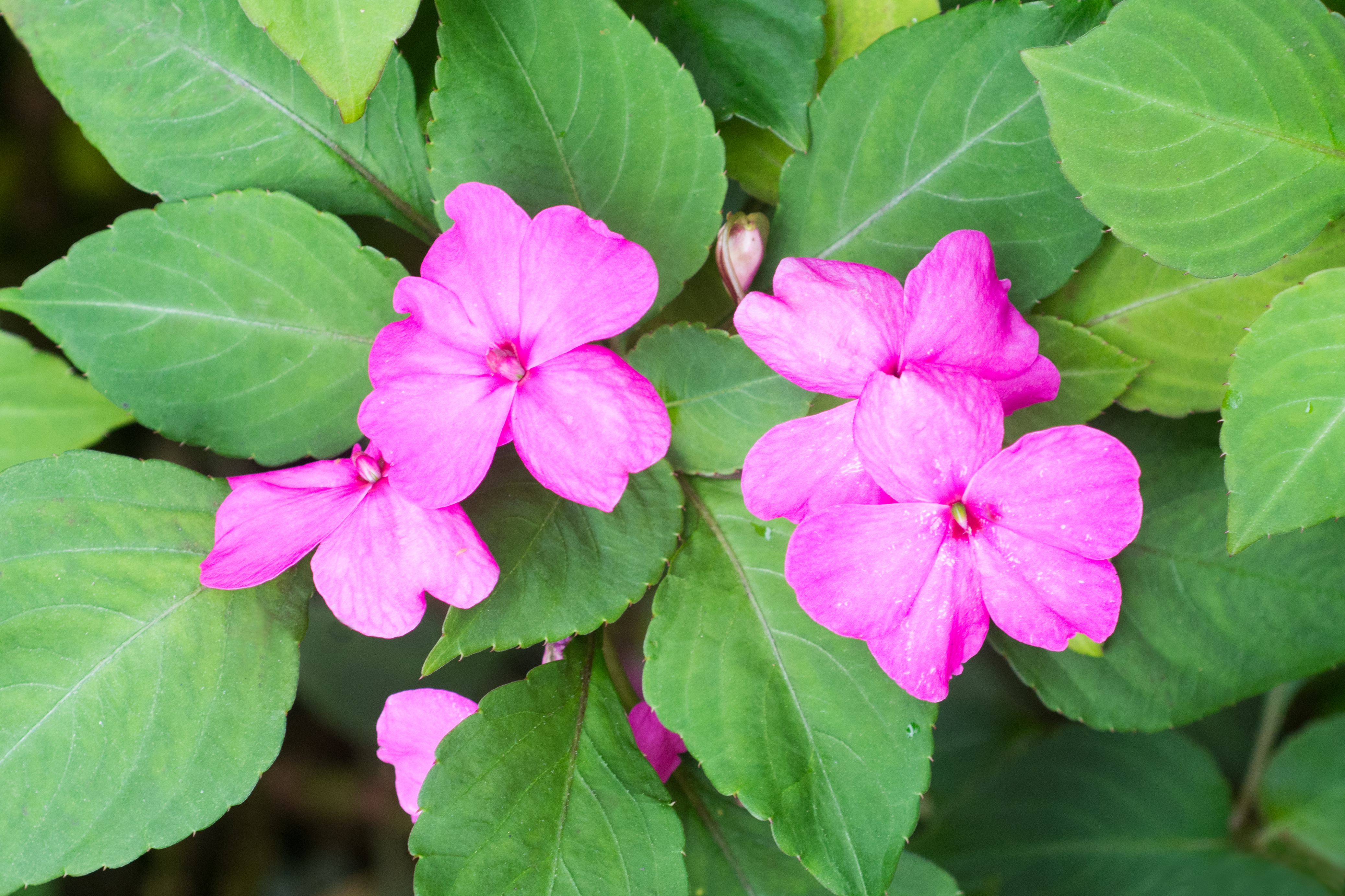 Voyage botanique dans les jardins de Vaipahi
