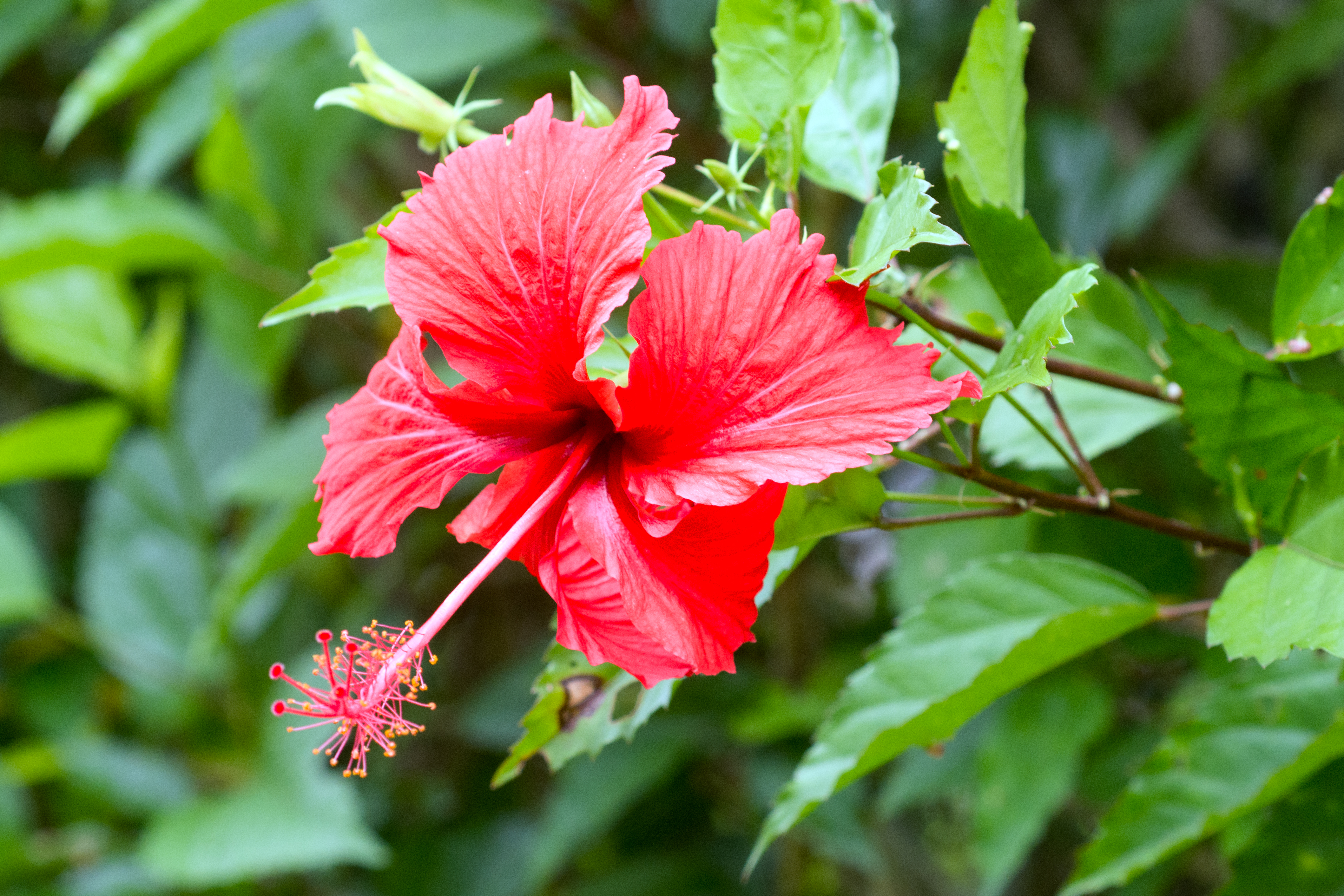 Voyage botanique dans les jardins de Vaipahi