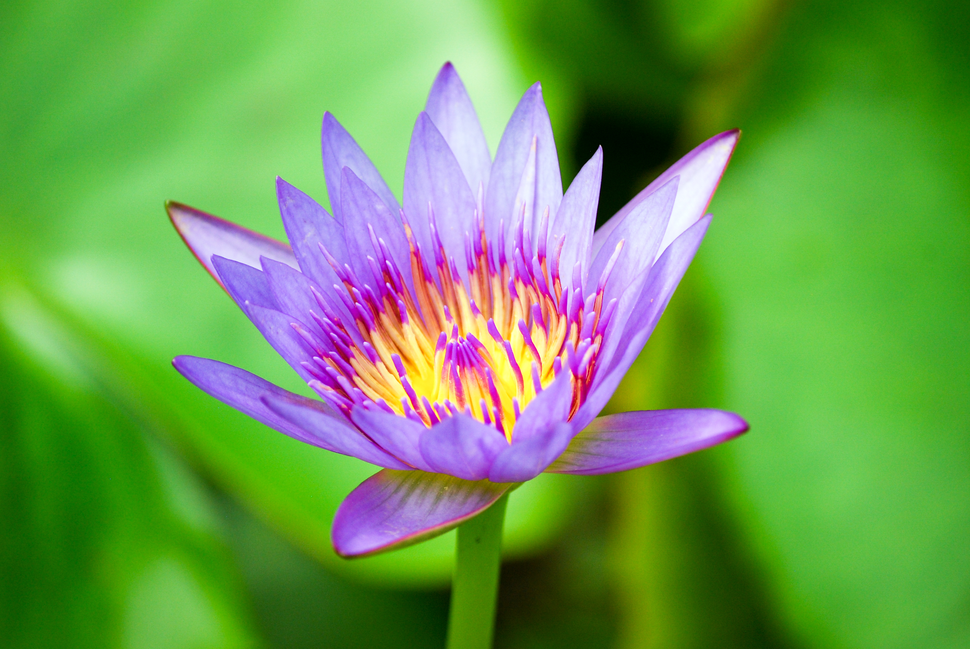 Voyage botanique dans les jardins de Vaipahi