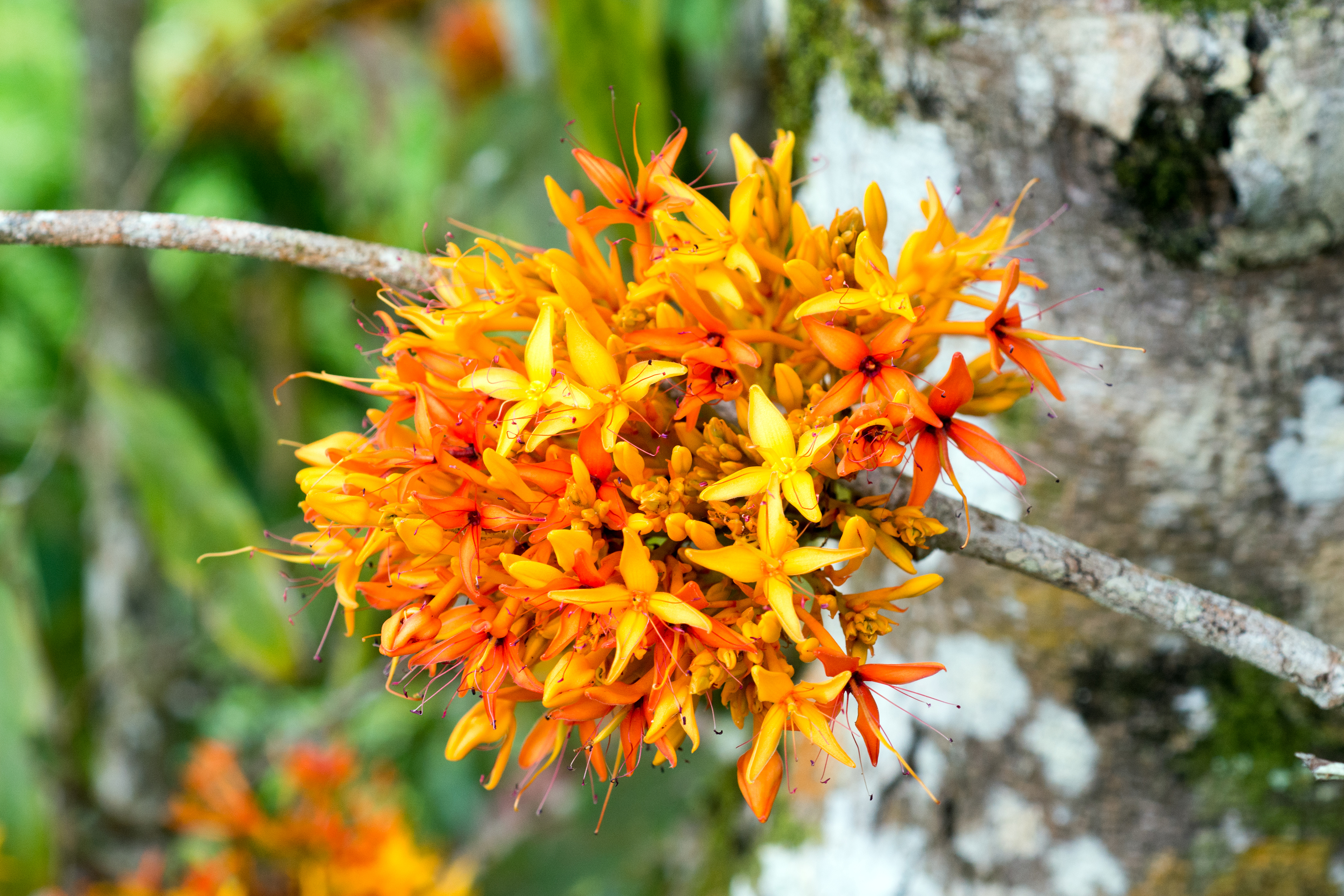 Voyage botanique dans les jardins de Vaipahi