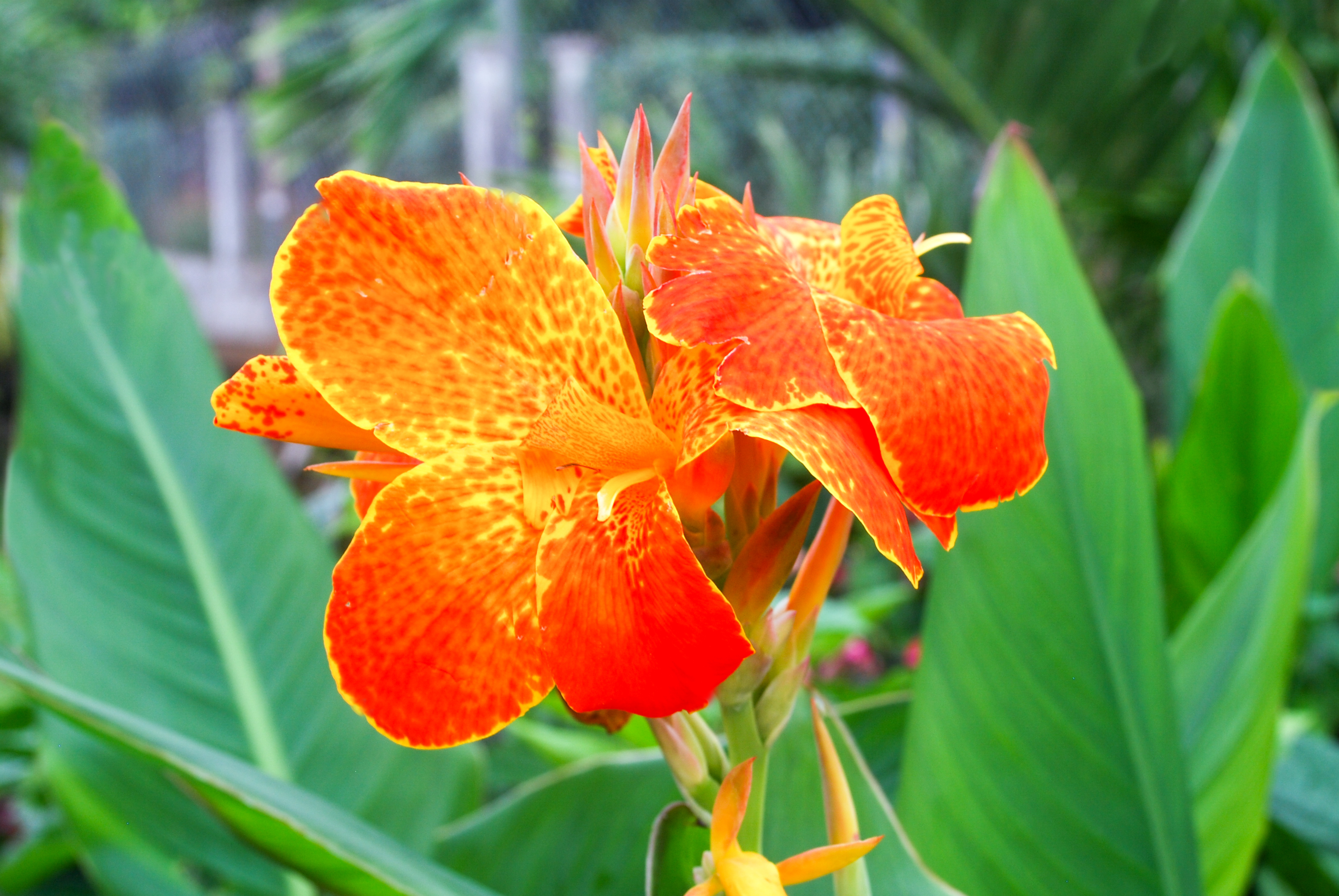 Voyage botanique dans les jardins de Vaipahi