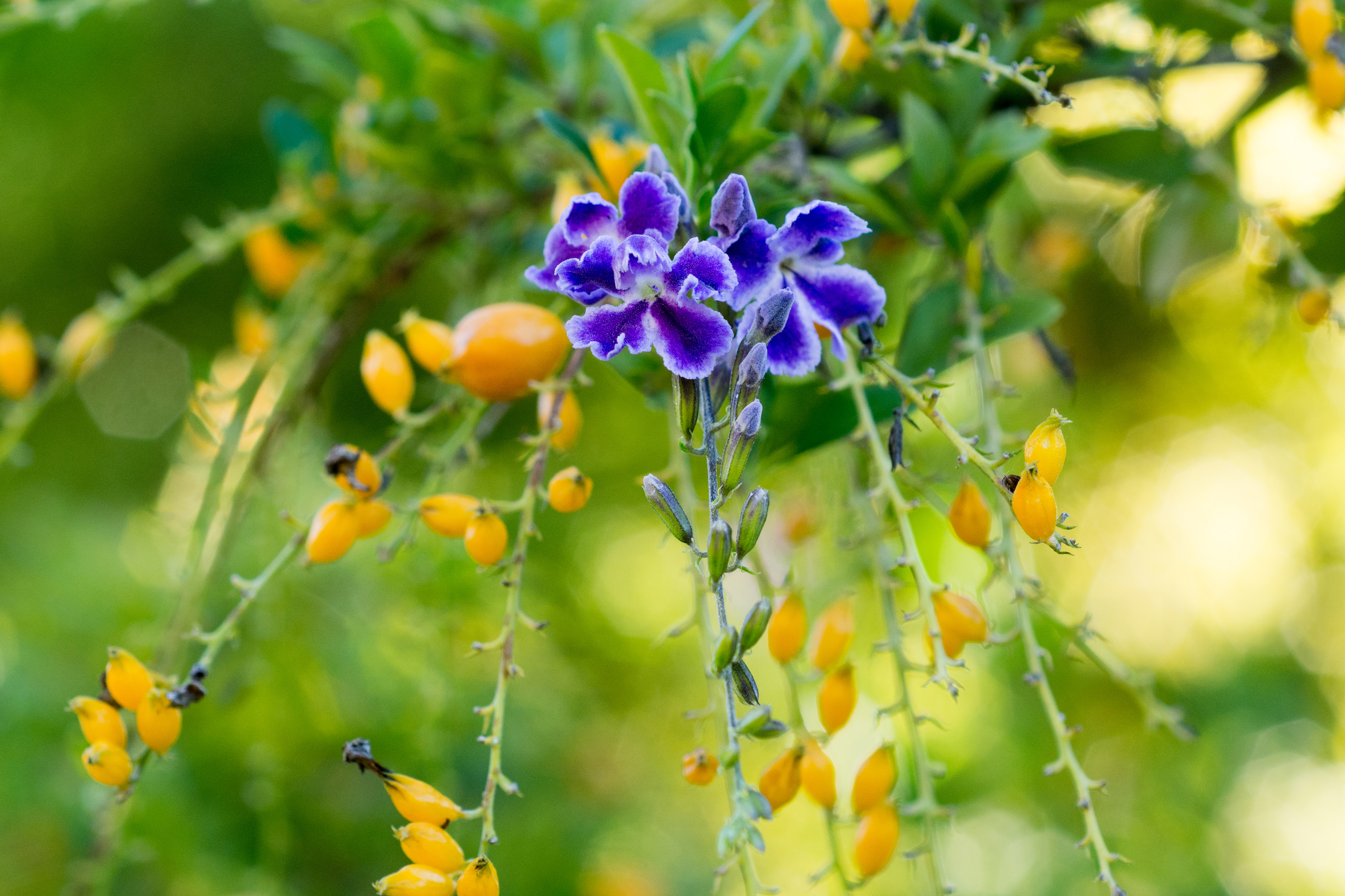 Voyage botanique dans les jardins de Vaipahi