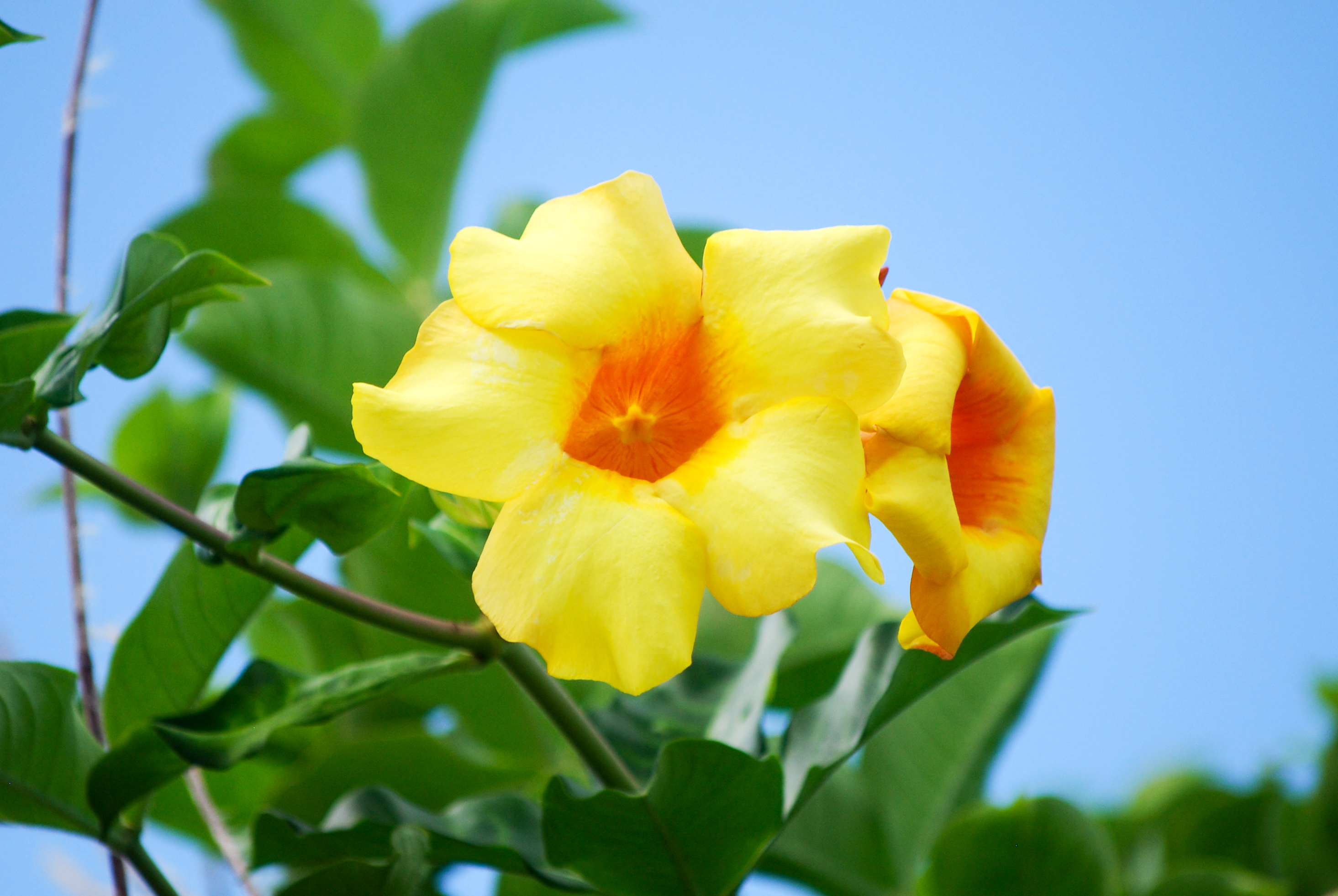 Voyage botanique dans les jardins de Vaipahi