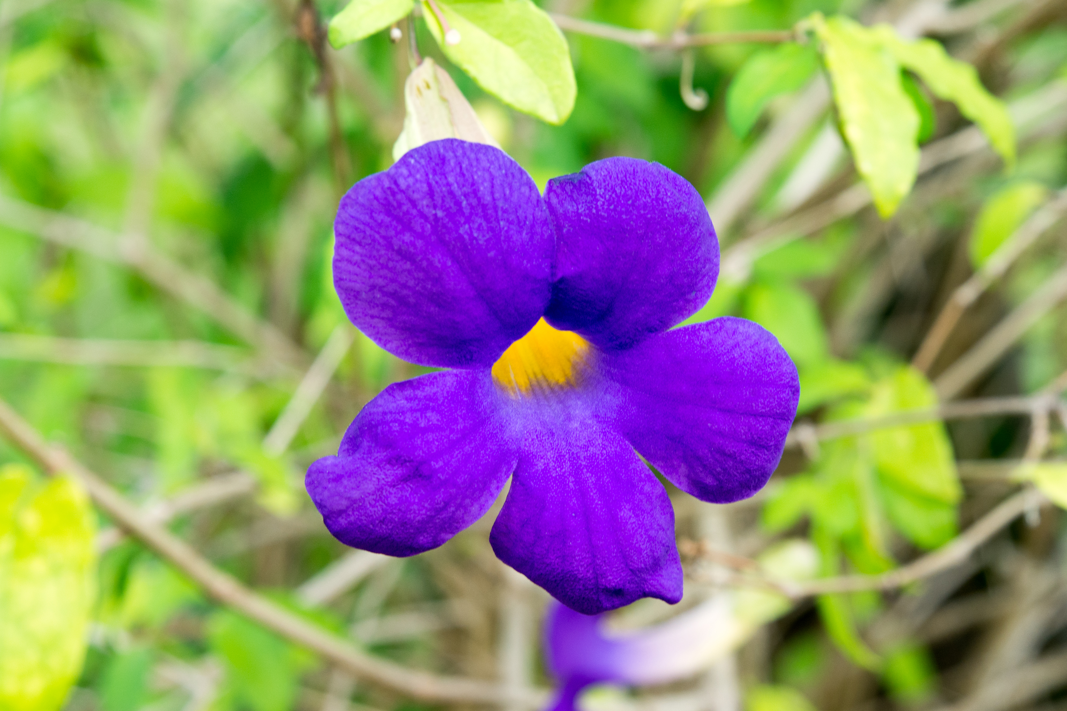 Voyage botanique dans les jardins de Vaipahi