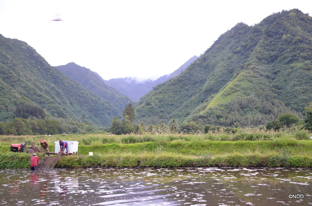 L'aquaculture, filière d'avenir pour Tahiti ?