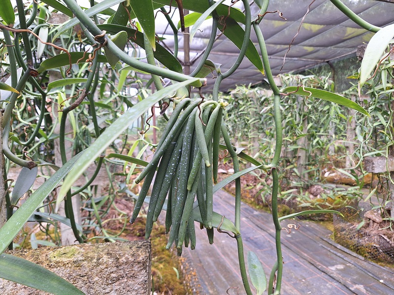 En 20 ans (entre 2004 et 2024), les installations d'ombrières subventionnées à hauteur d'1,2 milliard de francs par le Pays ont rapporté “8 milliards de francs à l'exportation”. crédit photo Anne-Charlotte Lehartel