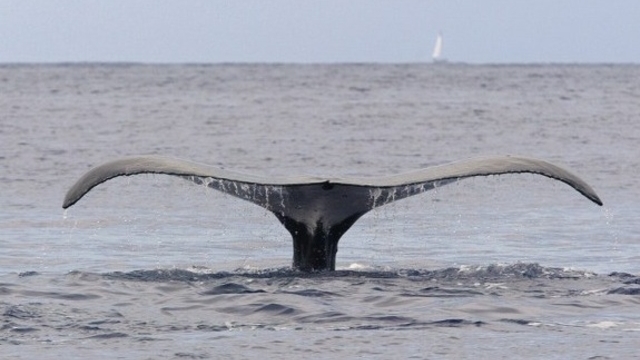 Polynésie: des baleines élisent domicile dans le port de Papeete