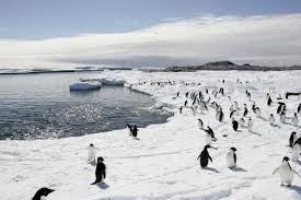 Antarctique: nouvelle réunion sur la création d'un sanctuaire marin
