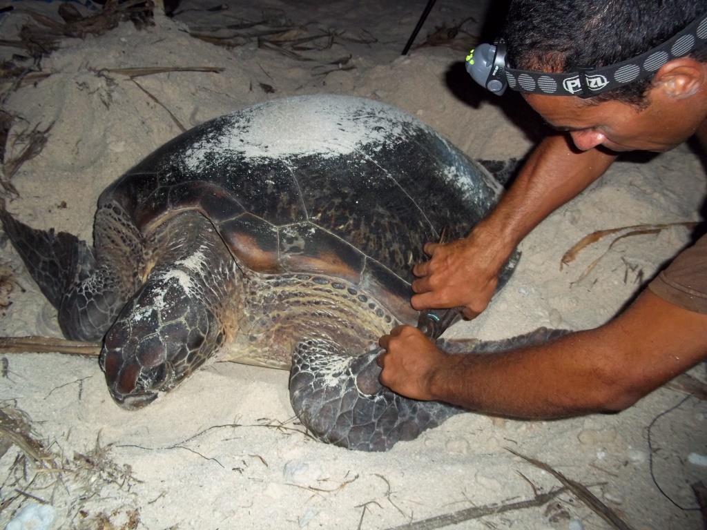 Baguage d'une tortue après la ponte (crédit Te Mana o te Moana)