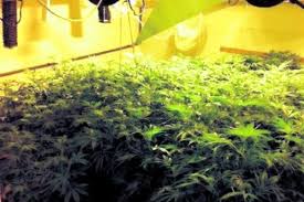Marseille: la principale découvre une plantation de cannabis dans un local technique du collège
