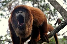 Cent ans après, des singes hurleurs reviennent dans la forêt de Rio