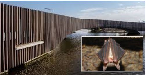Le "batbridge", pont pour chauves-souris, construit aux Pays-Bas