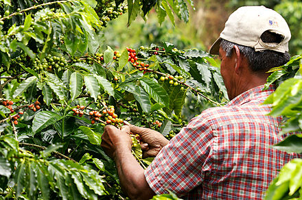 Colombie : la sécheresse menace l'un des meilleurs cafés du monde