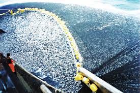 Des espèces de poissons de la mer de Chine méridionale en voie d'extinction