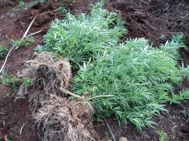 Jeunes pousses, plants à maturité, sticks prêts à la revente, les gendarmes avaient trouvé du paka sous toutes ses formes chez le jeune père de famille.
