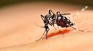 Nîmes: une étude de santé publique lancée après sept cas de dengue cet été