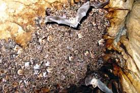 Dans le Doubs, des scientifiques exhument les déjections passées des chauves-souris