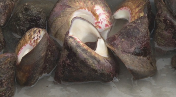 Le 21 octobre dernier, le conseil des ministres a autorisé la pêche aux trocas jusqu'à la fin du mois, avec des règles très précises.