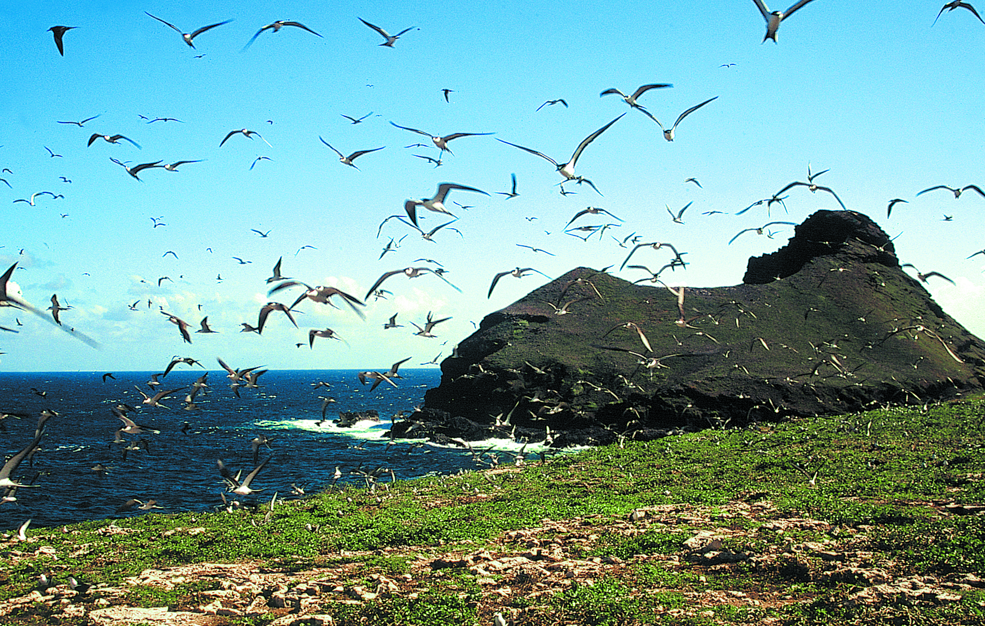 Un nuage de kaveka assaille le visiteur ; à l’arrière-plan, le motu Hemeni, déclaré tabu.