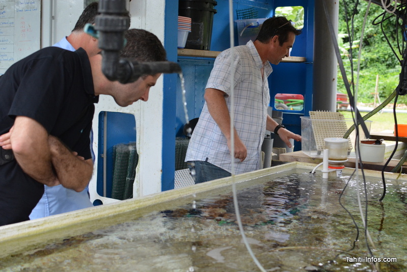 Découverte des boutures de corail au Criobe de Moorea pendant une visite samedi après-midi, après avoir rencontré la Richard B. Gump Moorea Field Station de Berkeley, également situé à Moorea.