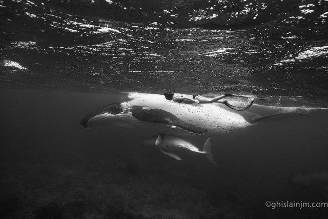 La jeune femme nage avec une maman baleine et son petit à Rurutu, à 5 mois de grossesse. Crédit : Jean-Marie Ghislain