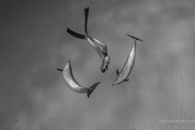 Leinia sato en compagnie de dauphins tachetés aux Bahamas. Elle est à 8 mois de grossesse. Crédit : Jean-Marie Ghislain
