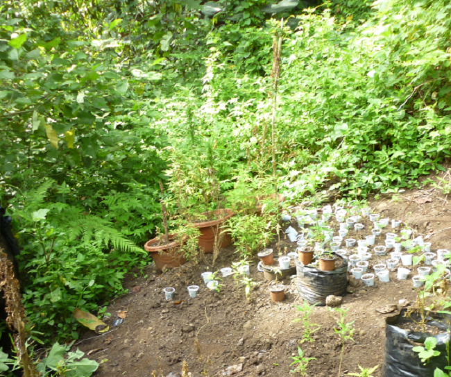 Une plantation de paka avec 52 pieds adultes et 244 jeunes pouces.