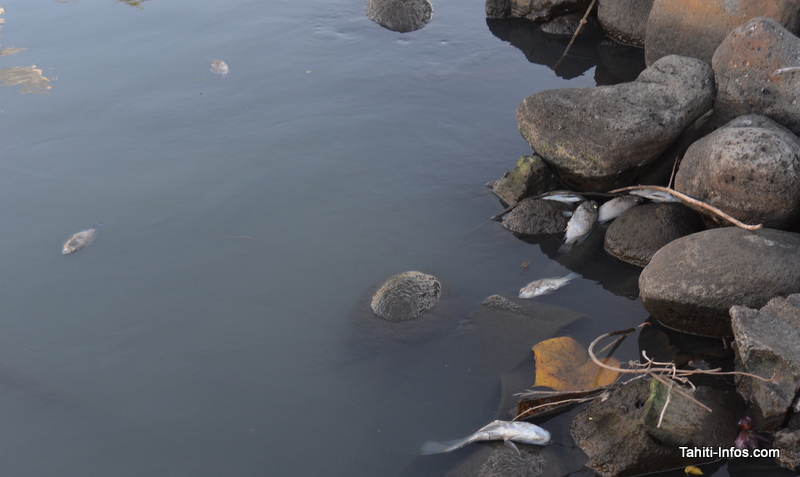 Les cadavres s'entassent sur les rives de la rivière, pendant que des milliers d'autres sont rejetés dans le lagon