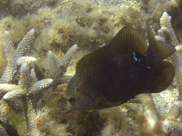Un poisson jardinier qui défend son champ d'algues (crédit : Elapied pour Wikimedia Commons)