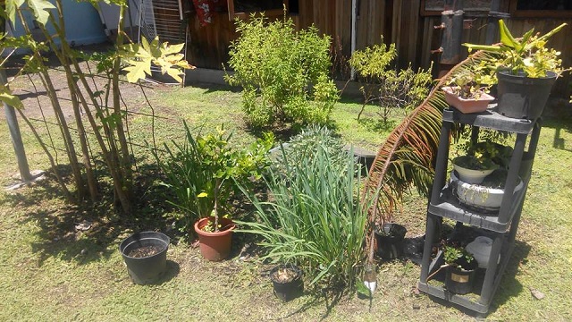 Daniel Touama, connu sous le nom Johnjohn Arnold Alexandre sur Facebook, cultive de nombreuses plantes pour réaliser des mono'i médicinaux.