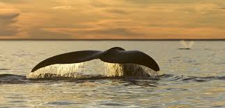 Les baleines face au fléau du réchauffement climatique
