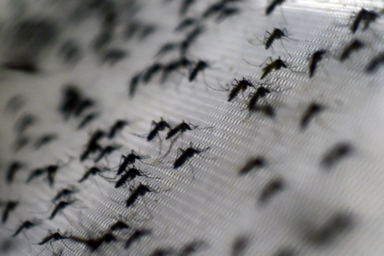 Cette semaine les autorités sanitaires de Hawaii ont confirmé une épidémie de dengue en cours avec des cas importés en provenance de Polynésie française.
