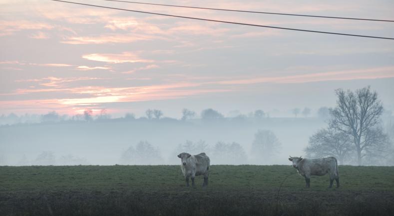 Les forêts et les terres agricoles, deux leviers contre le réchauffement
