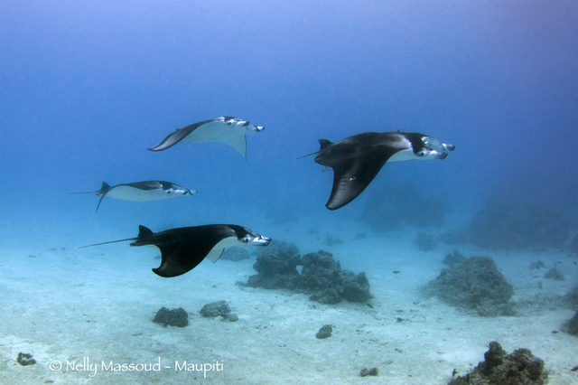 Crédit : Nelly Massoud