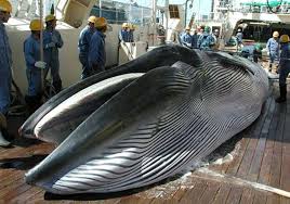 Australie: Le Premier ministre évoquera au Japon la reprise de la pêche baleinière