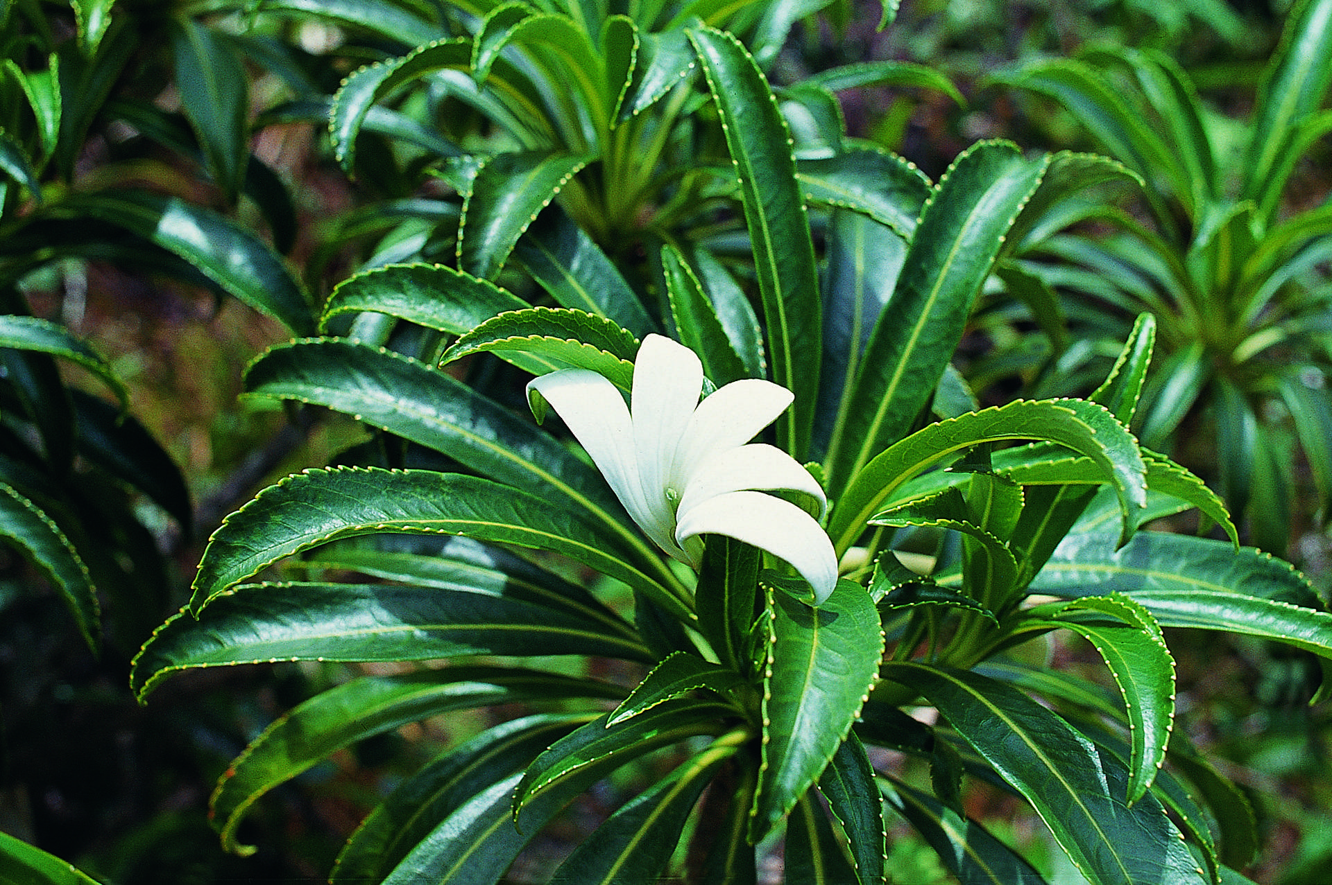 Polynésie française: menaces sur de nombreuses espèces uniques au monde
