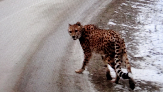 Une photo de l'animal prise par un motoriste canadien