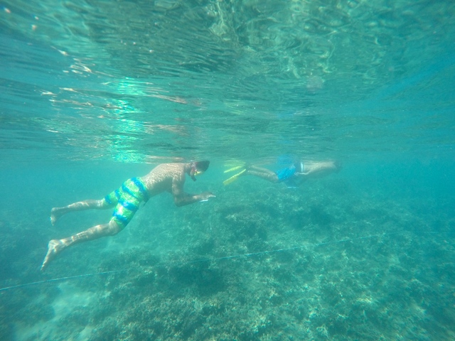 El Niño : Reef Check appelle les ultramarins au suivi des coraux