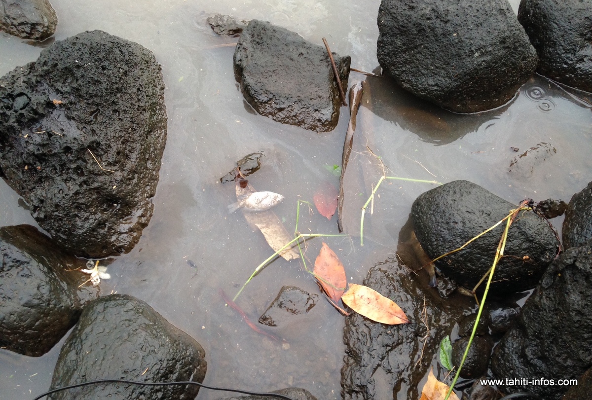 Nouveau phénomène de mortalité des poissons de la Papeava