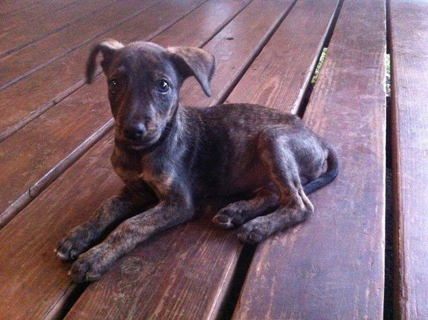 Fêtes : Prenez soin de vos animaux de compagnie