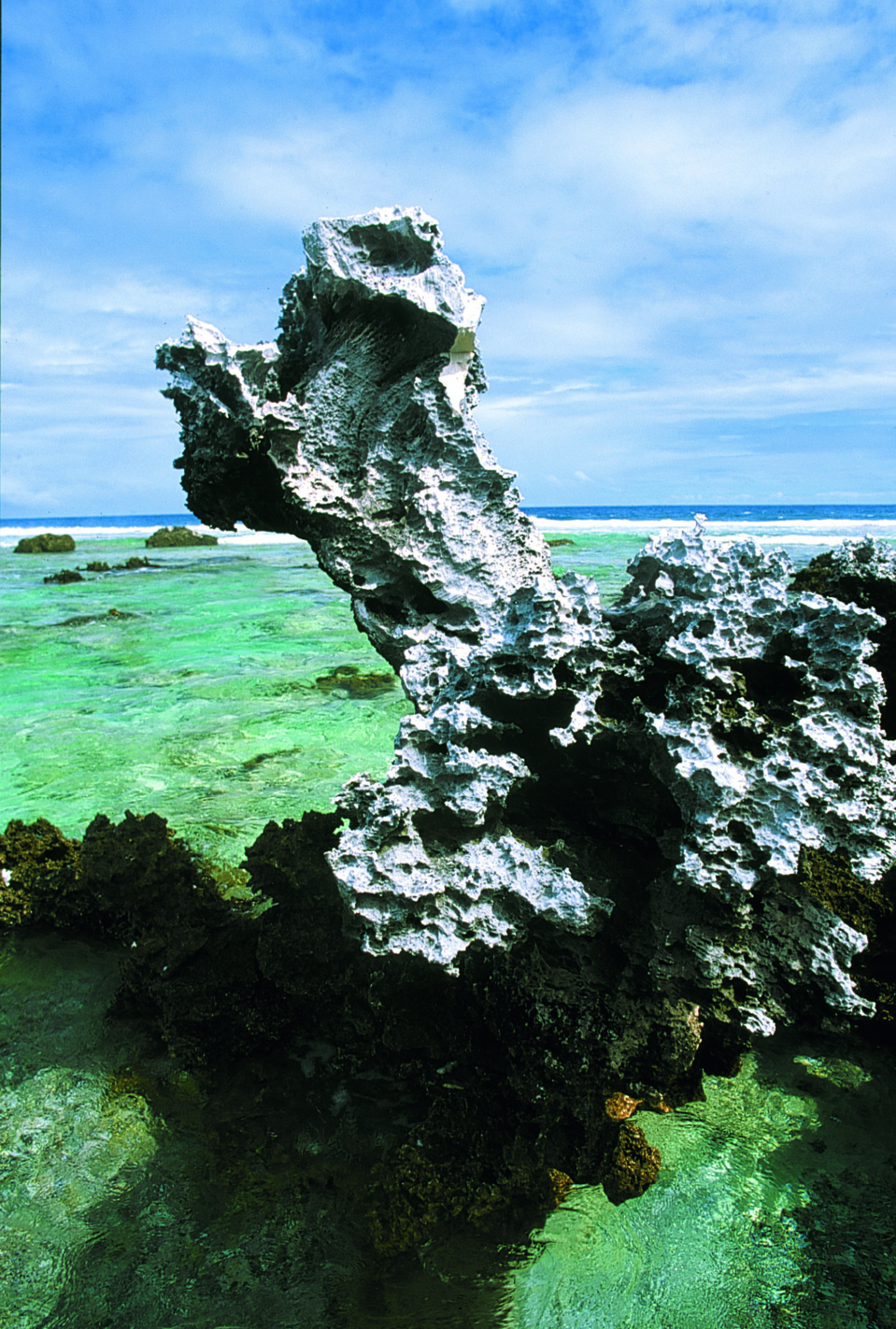 Un monstre marin ? Simplement le résultat de l'érosion sur le substrat calcaire de l'atoll, depuis qu’il s'est surélevé.