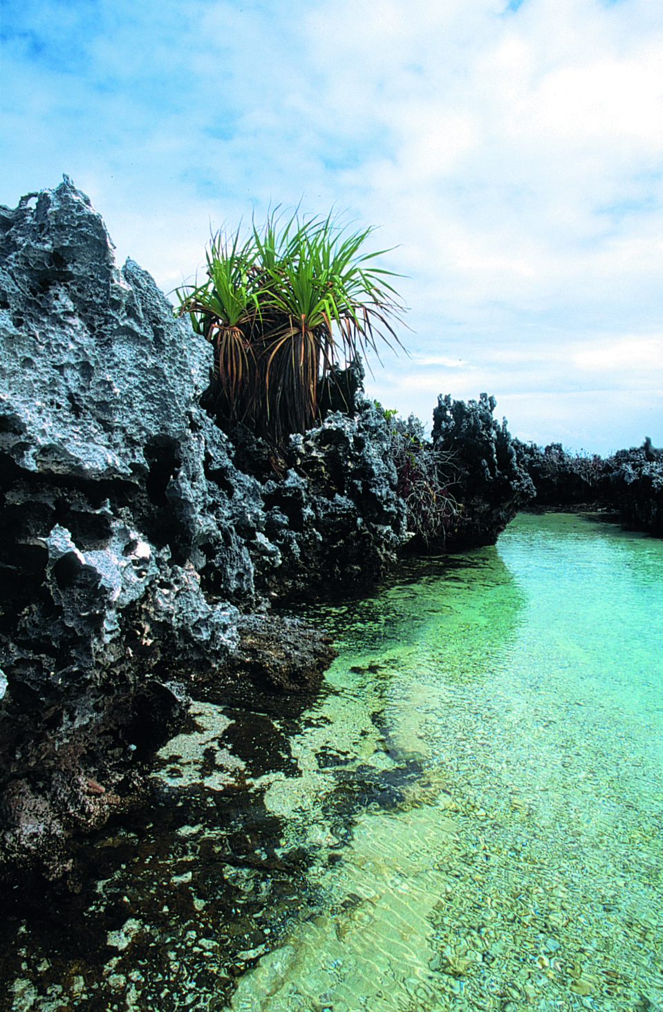 Le pandanus aime suffisamment le soleil, le sel et les embruns pour accepter de couronner, ici et là, cette muraille d’aragonite.