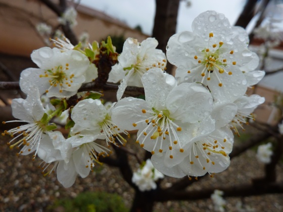 Pruniers en fleurs à Milan, oeufs frais en Ecosse: la météo clémente déboussole faune et flore