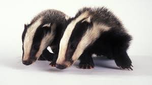 Creuse: jusqu'à 5 heures de retard pour 700 passagers d'un train à cause de... blaireaux