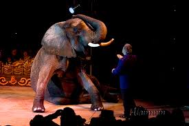 Accusé de maltraitance, le cirque Bouglione retire son numéro avec une éléphante âgée